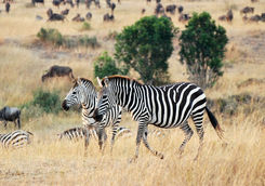 Zebra in the Mara