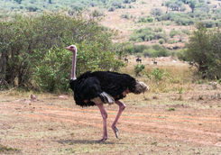 African Ostrich