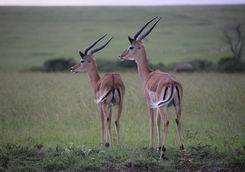 Impalas