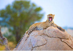Leopard