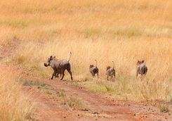 Warthogs in Kenya