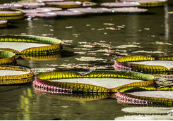 Botanical gardens in Mahe