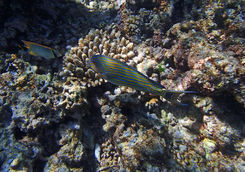 Fish in the Seychelles