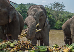 elephant riding in thailand