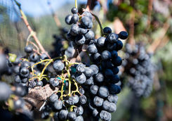 grappe vine