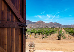 vine view
