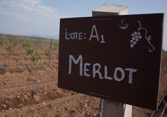 sign vine