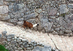 Llama Machu Picchu steps