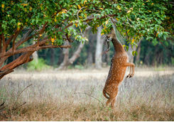 Cheetal deer eating