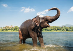 Elephant washing itself