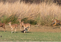 Tiger charging at deer
