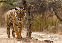 Tiger taking a stroll