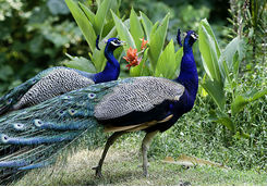 Beautiful male Indian peacocks