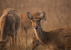 Grazing Swamp deer