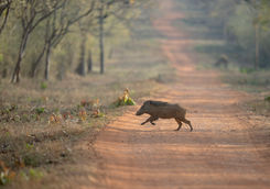 Wild boar crossing the road