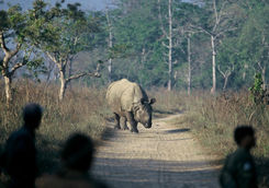 Rhino about to charge