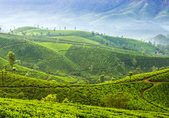 Tea plantation, Darjeeling