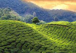 Tea plantation rolling hills at sunset