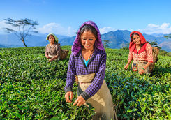 Indian tea pickers, Darjeeling