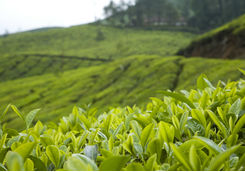 Tea plantation