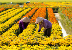Vietnamese women harvesting flowers in Sa Dec