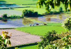 Rice field Chau Doc
