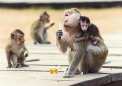 Monkeys at Angkor Wat, Cambodia