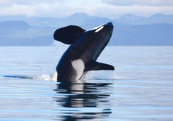 Killer whale leaping out of the water