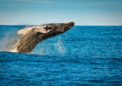 Whale leaping out of the water