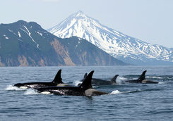 Pod of Orcas