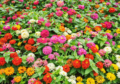 Colourful flowers