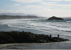 Surfing waves in Tofino