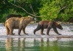 Bear watching canada