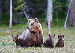 Coastal bear watching