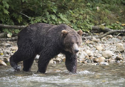 Bear crossing a river