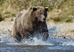 Bear in the river