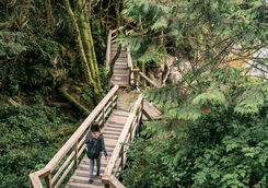 Hiking trail in the Pacific Rim National Park Reserve