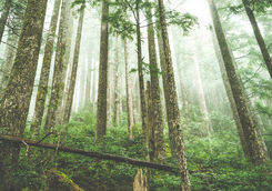 Forest of trees, Pacific Rim National Park Reserve