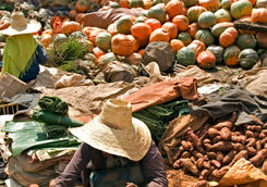 selling sweet potato