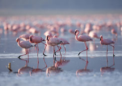 great rift valley flamingos