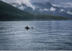 Dolphins in the Pacific ocean