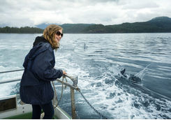 Dolphin watching Vancouver Island