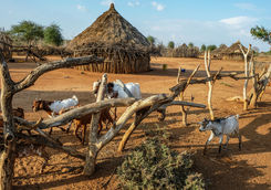 hamer tribe