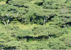 arba minch