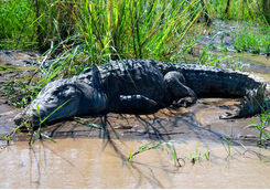crocodile countryside