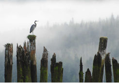 Heron perched on a log
