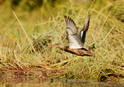 Duck in flight