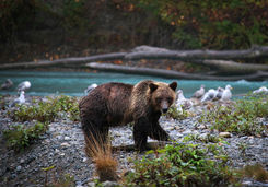 Bear catching a salmon
