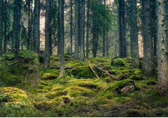 Mossy trees in a forest