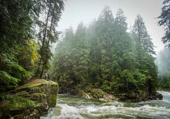 River rushing through trees